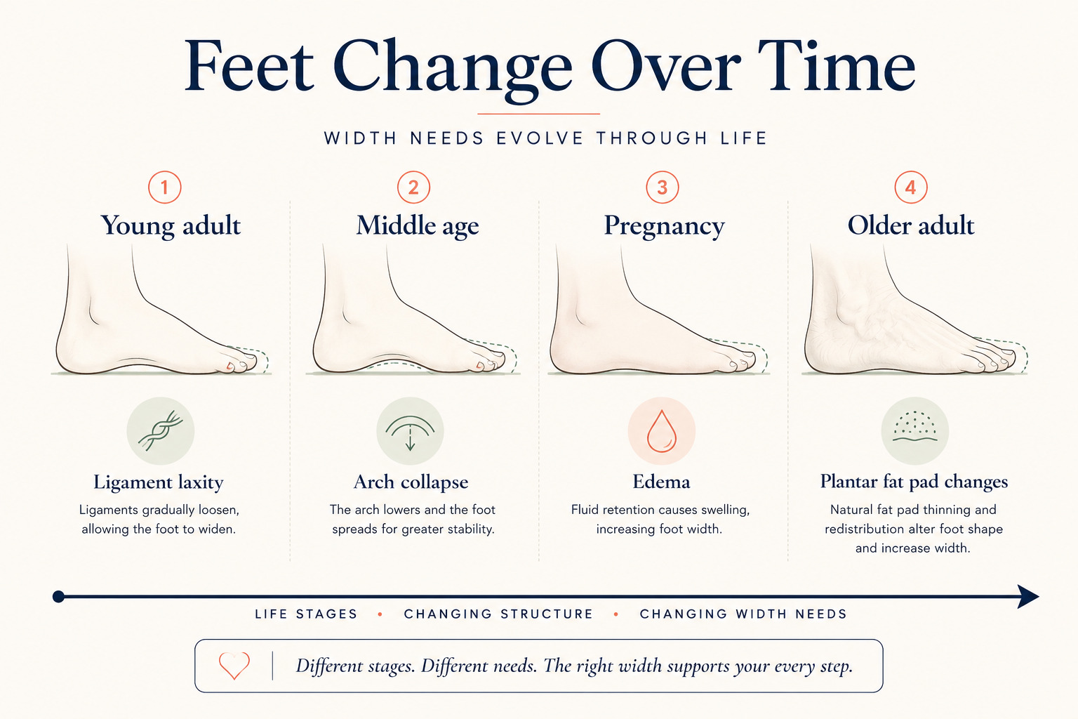 Infographic showing four life stages and how foot width changes due to ligament laxity in young adults, arch collapse in middle age, edema during pregnancy, and plantar fat pad changes in older adults